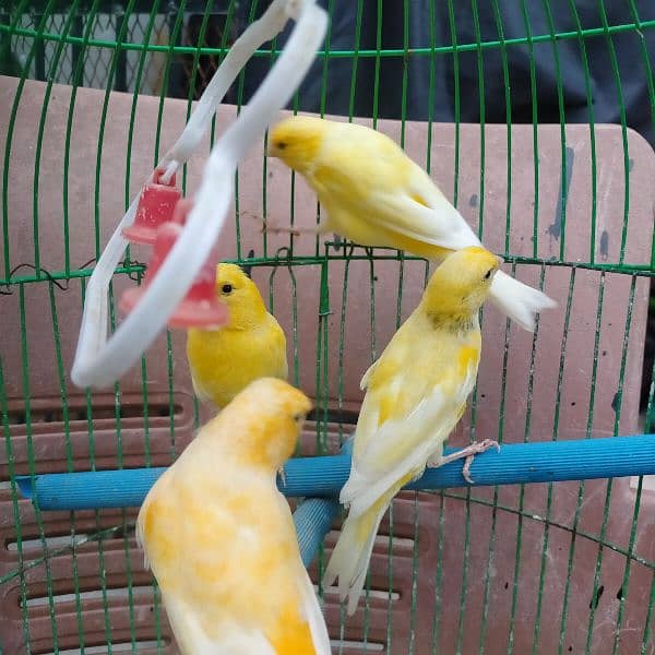 yellow Irani canary bird, healthy and active males   for sale 7