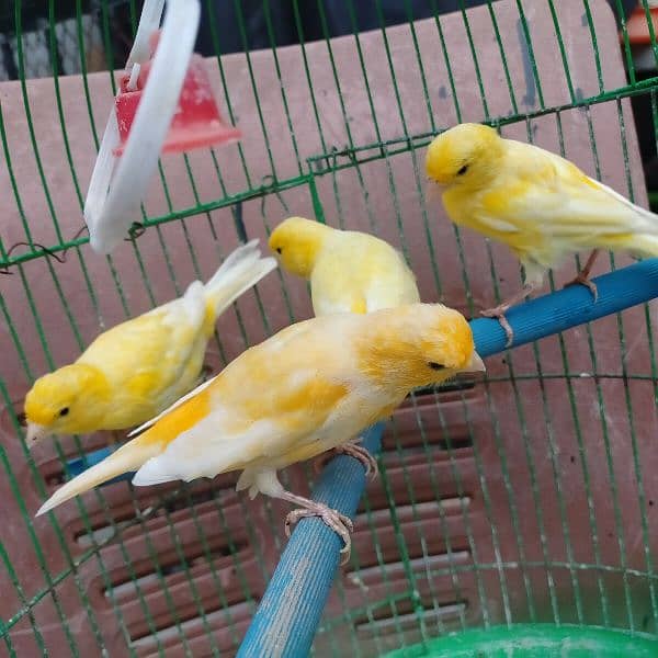 yellow Irani canary bird, healthy and active males   for sale 8