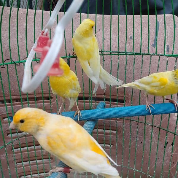 yellow Irani canary bird, healthy and active males   for sale 9