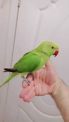 03435131048 Green ringneck handtame parrot 0