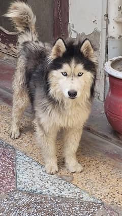 husky male wooly coat