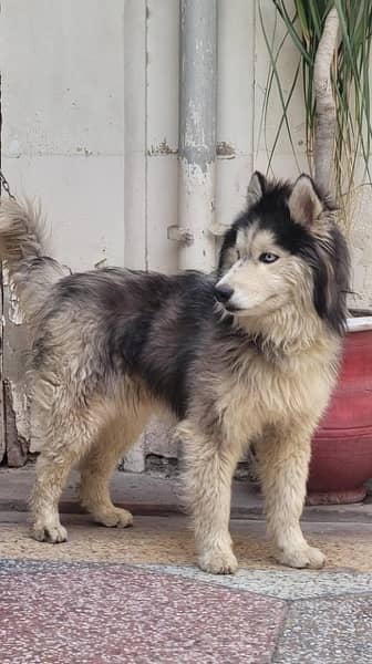 husky male wooly coat 1