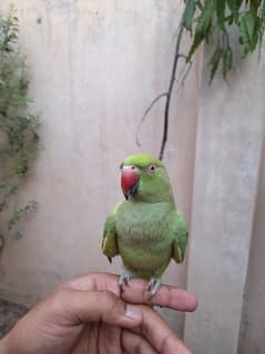 Green parrot