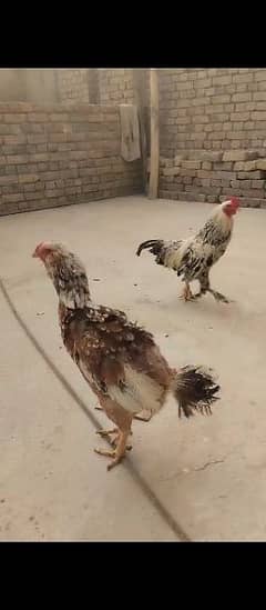 Kandhari Aseel / Quality Hen