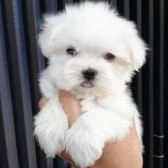 Maltese