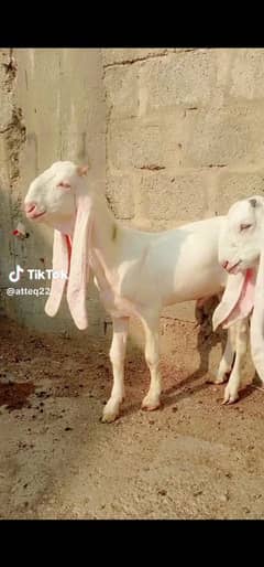 gulabi Bakra or bakri 3 month k mashallah pewar gulabi bachy leny Wala