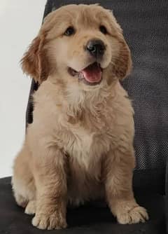 Golden retriever pups