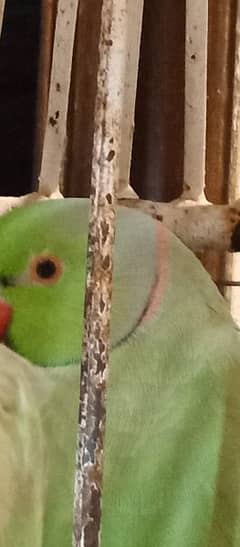 green parrot pair in lahore