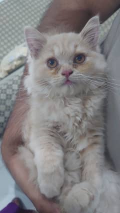 Female Persian Fawn color Kitten 4 months old