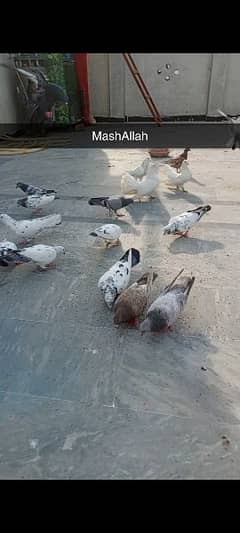Pigeons for sale vry reasonable prices