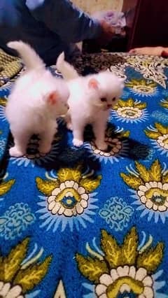 kittens