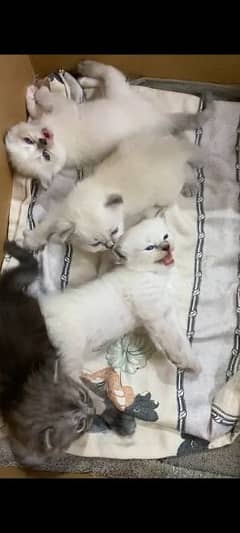 White persian kittens triple coat  | punch face| Persian cat