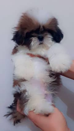 shih