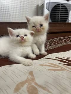 Persion Cat for sale Pair of male and female Only seriousbuyercontact.