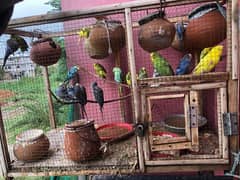 bajri astalian birds