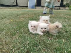 persian kitten for sale