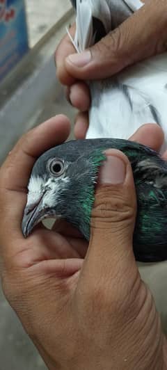 Pigeon