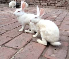 White Rabbit Pair for Sale – Healthy Male & Female Rabbits