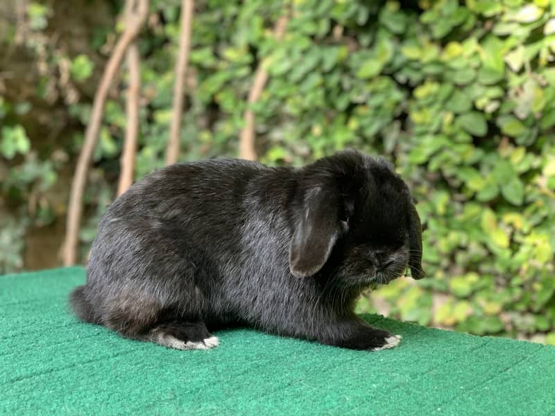 Lionhead Dwarf/Holland lop/Fuzzy Lop/Teddy Bear/Fancy/Imported/Rabbit 2