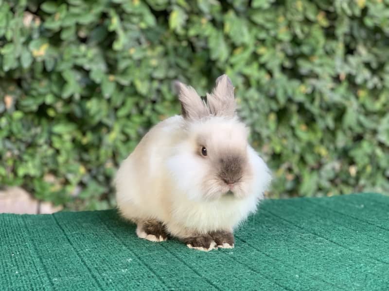 Lionhead Dwarf/Holland lop/Fuzzy Lop/Teddy Bear/Fancy/Imported/Rabbit 5