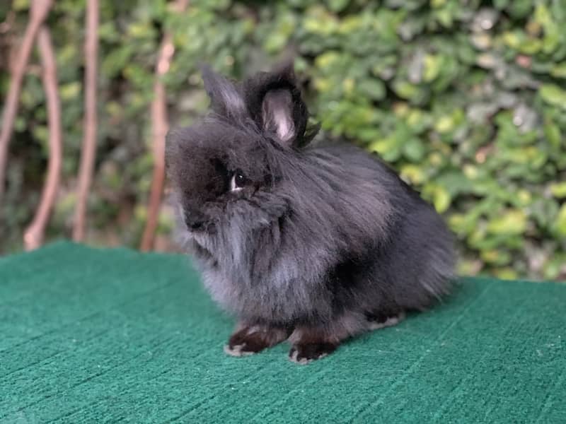 Lionhead Dwarf/Holland lop/Fuzzy Lop/Teddy Bear/Fancy/Imported/Rabbit 6