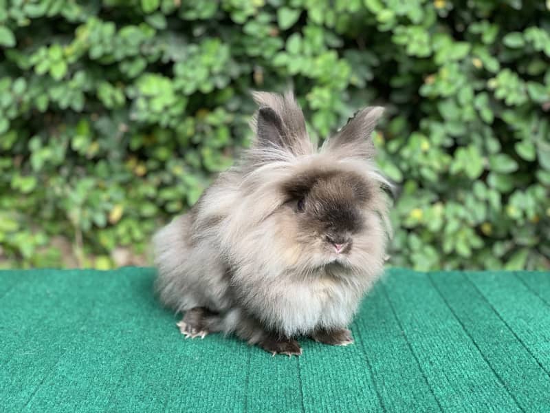 Lionhead Dwarf/Holland lop/Fuzzy Lop/Teddy Bear/Fancy/Imported/Rabbit 7