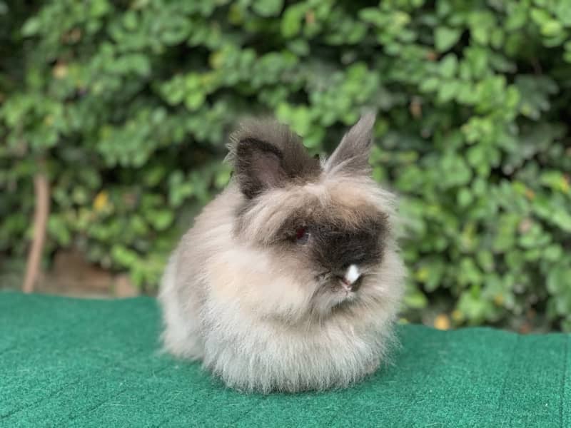 Lionhead Dwarf/Holland lop/Fuzzy Lop/Teddy Bear/Fancy/Imported/Rabbit 8