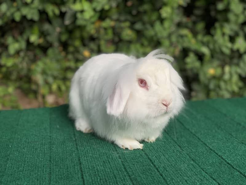 Lionhead Dwarf/Holland lop/Fuzzy Lop/Teddy Bear/Fancy/Imported/Rabbit 9