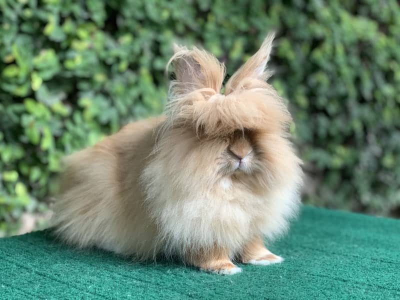 Lionhead Dwarf/Holland lop/Fuzzy Lop/Teddy Bear/Fancy/Imported/Rabbit 11