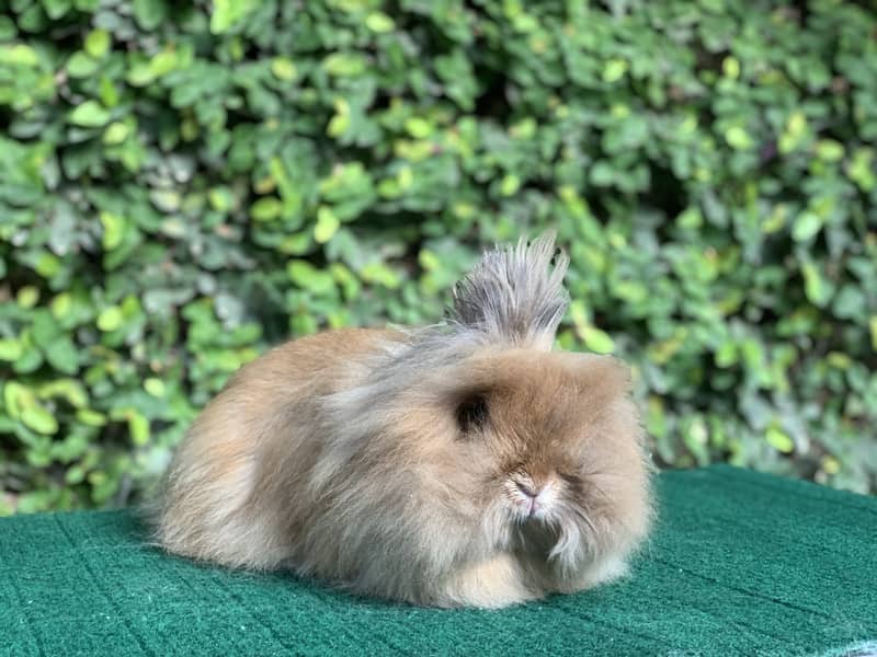 Lionhead Dwarf/Holland lop/Fuzzy Lop/Teddy Bear/Fancy/Imported/Rabbit 12