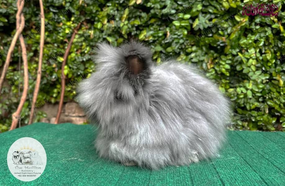 Lionhead Dwarf/Holland lop/Fuzzy Lop/Teddy Bear/Fancy/Imported/Rabbit 16