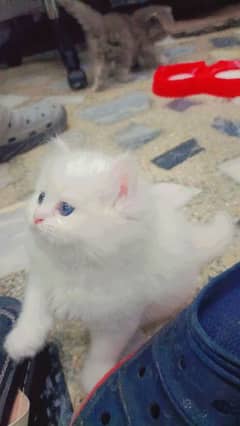 Persian triple coat make kitten 1.5 month