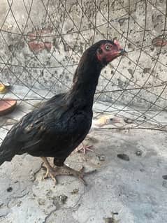 Pure Aseel mushki hen forsale