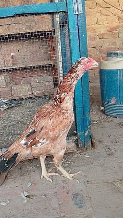 aseel hen for sale