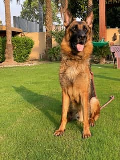 German shepherd puppy