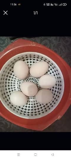 Ager kisi bhai na heera pair k blkul fresh eggs lany ho to rabta kry