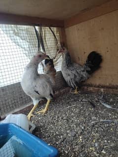 bantam / aseel hens