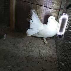 Indian fantail conform pair