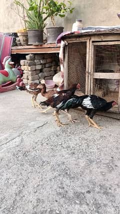 Aseel chicks pair & pathy available