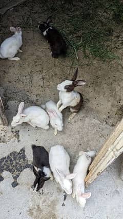 Pair of rabbits. 2 Adults with 6 children