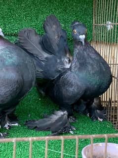 Black American pair guaranteed breeder pair