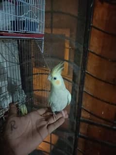 hand tame cockatiel