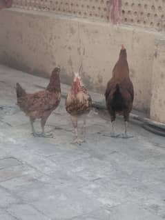 hens male+female