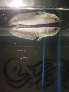 silver arowana fish pair