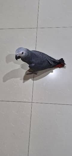 African grey