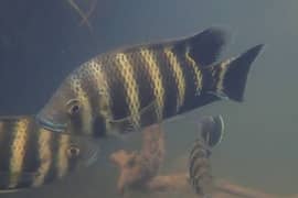 Severum, Uaru, Malawi Cichlids & Zebra Talapia Cichlid for Sale