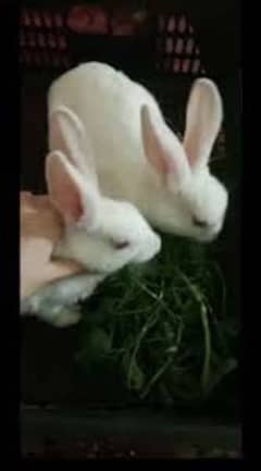 White New Zealand Rabbit (Res Eye) Pair