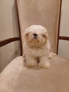 shih tzu pupp just for exchange not for sale
