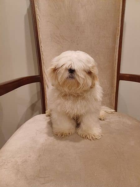 shih tzu pupp just for exchange not for sale 0