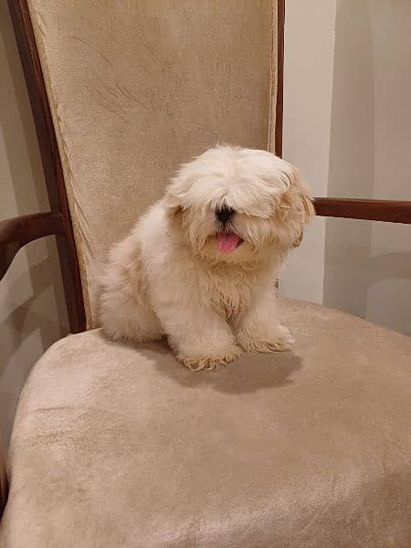 shih tzu pupp just for exchange not for sale 1